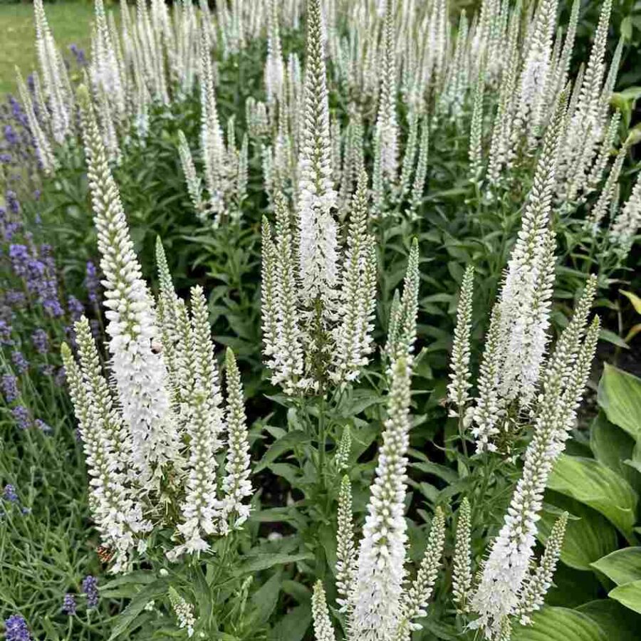 przetacznik white jolanda