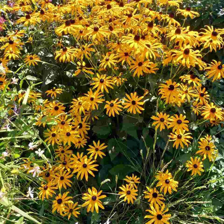 rudbekia goldstrum easy resize.com