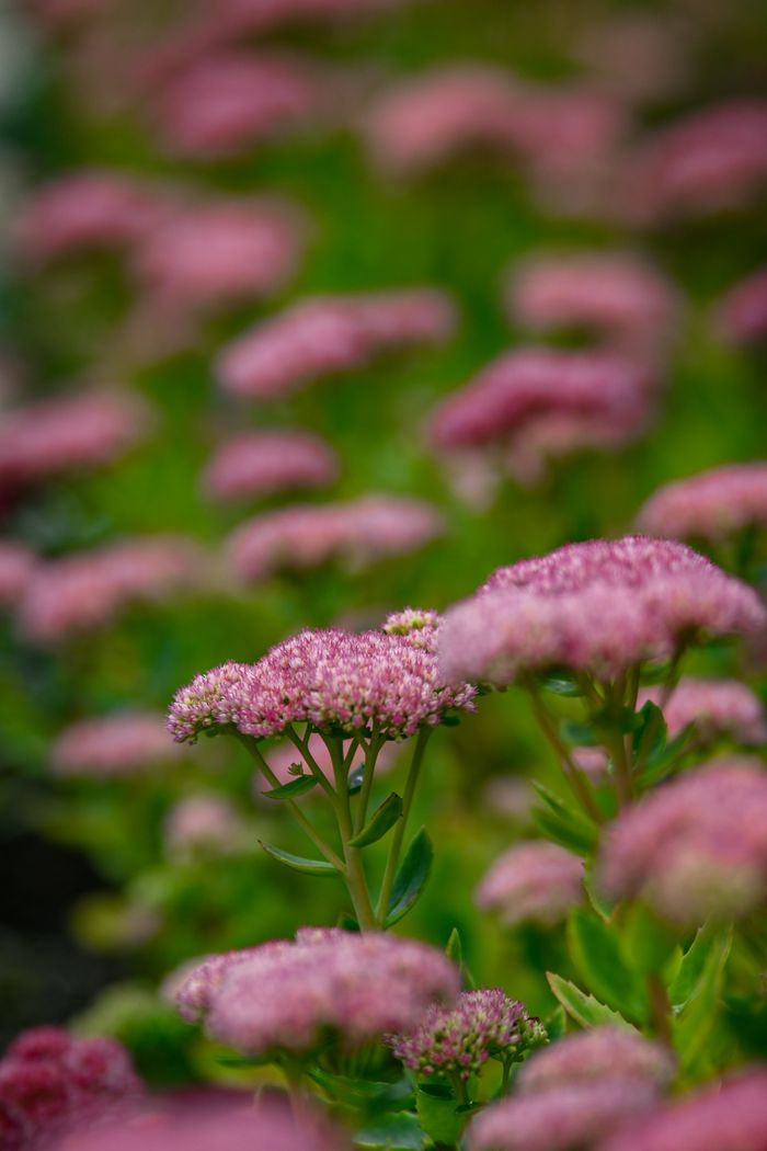 Vibrant pink Sedum flowers blooming in an Irish garden, showcasing nature's beauty.