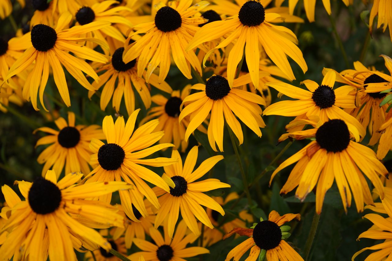 A vibrant field of Black-Eyed Susans in full bloom, showcasing summer's beauty.