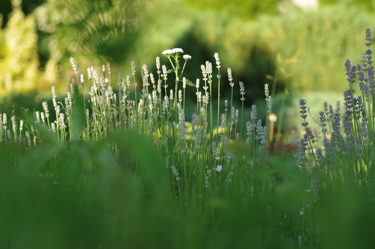 Calm meadow scene featuring blooming lavender flowers with soft sunlight.