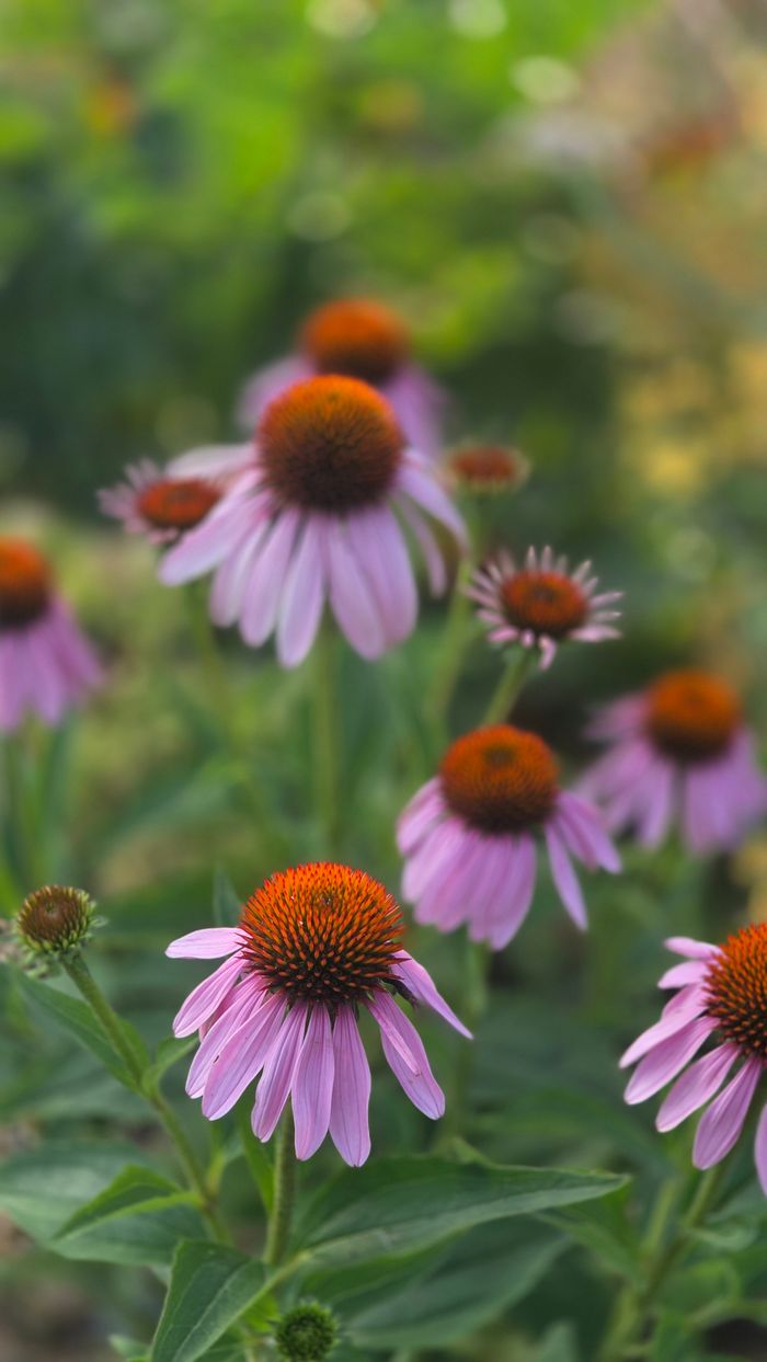 Strona główna Close-up of vibrant purple coneflowers in full bloom against a soft blurred background.