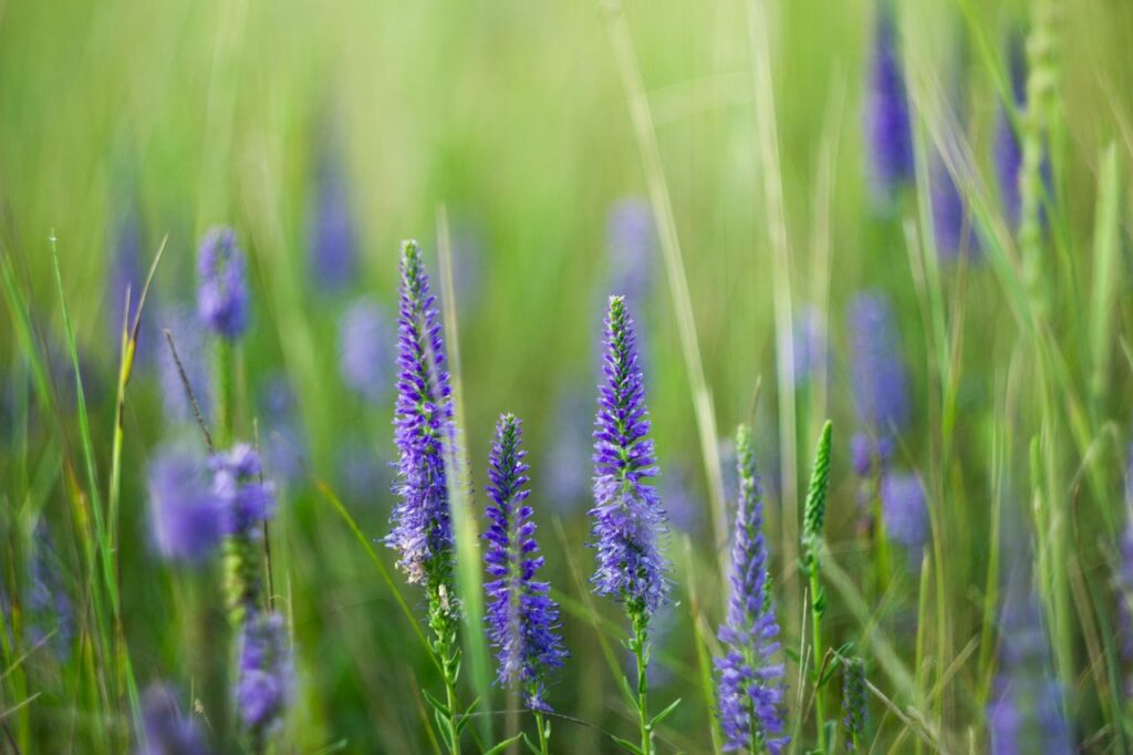 A picturesque view of vibrant purple lupine flowers blooming in a lush green meadow, offering a serene summer feel.