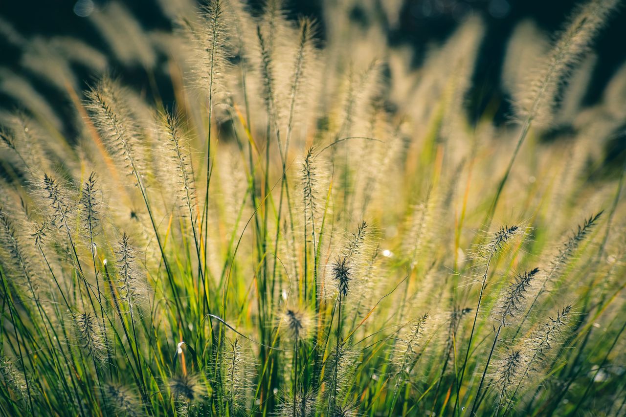 Thin grass with spikes growing in lawn lightened by bright sunshine in valley